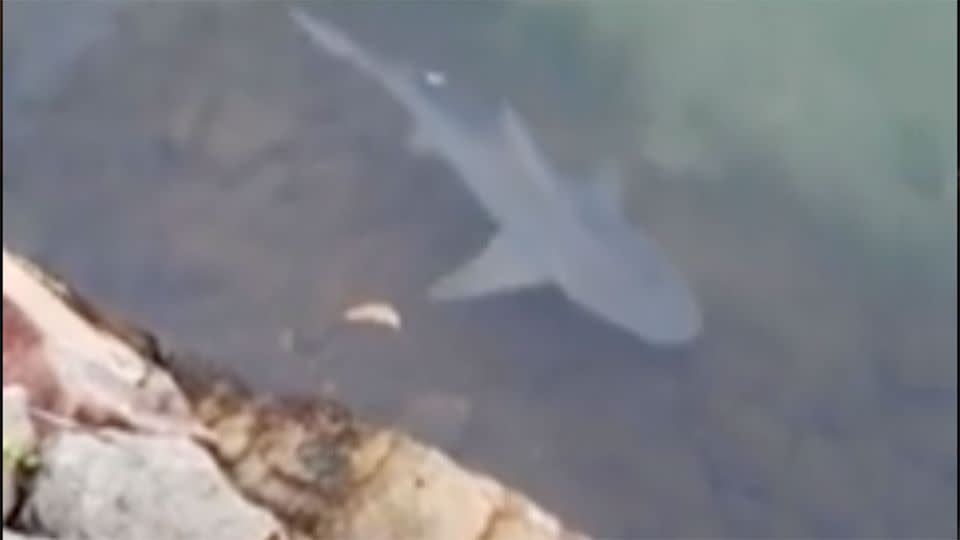 The sharks in this Sunshine Coast canal came as no surprise to locals.