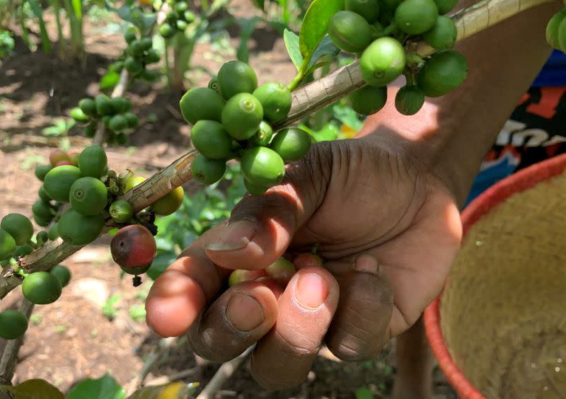 Randriamampionina, farmer and coffee grower picks coffee berries during his harvest in Amparaky village in Ampefy town of Itasy region