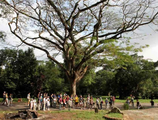 Interested members of the public gather at “The Ole Rain Tree” before a guided tour of the historical site.