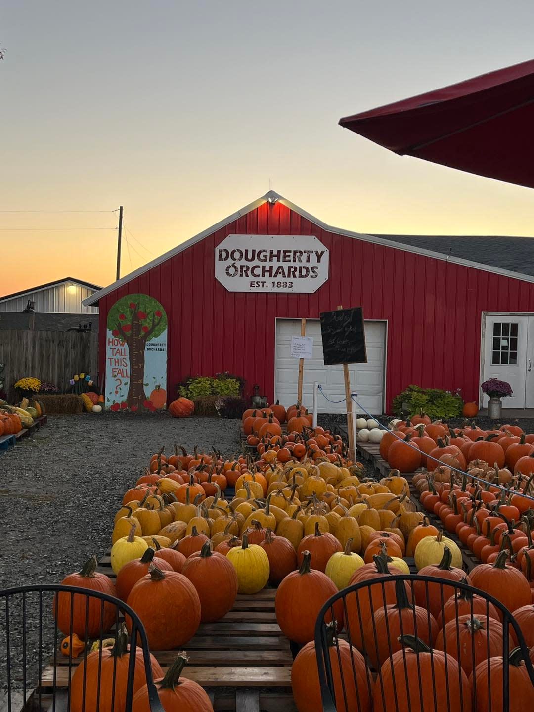 Pumpkins sit outside Dougherty Orchard waiting to be picked, Oct. 21, 2023.