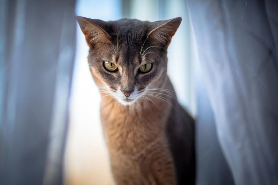 Abyssinian