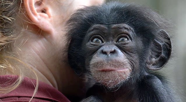 Baby chimp Keeva was born on St Patrick's Day and given a Gaelic name which means gentle, beautiful and precious. Photo: Facebook