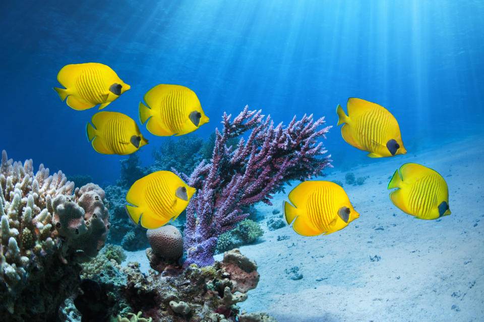 Golden butterflyfish [Chaetodon semilarvatus] swimming over coal reef.  Egypt, Red Sea.