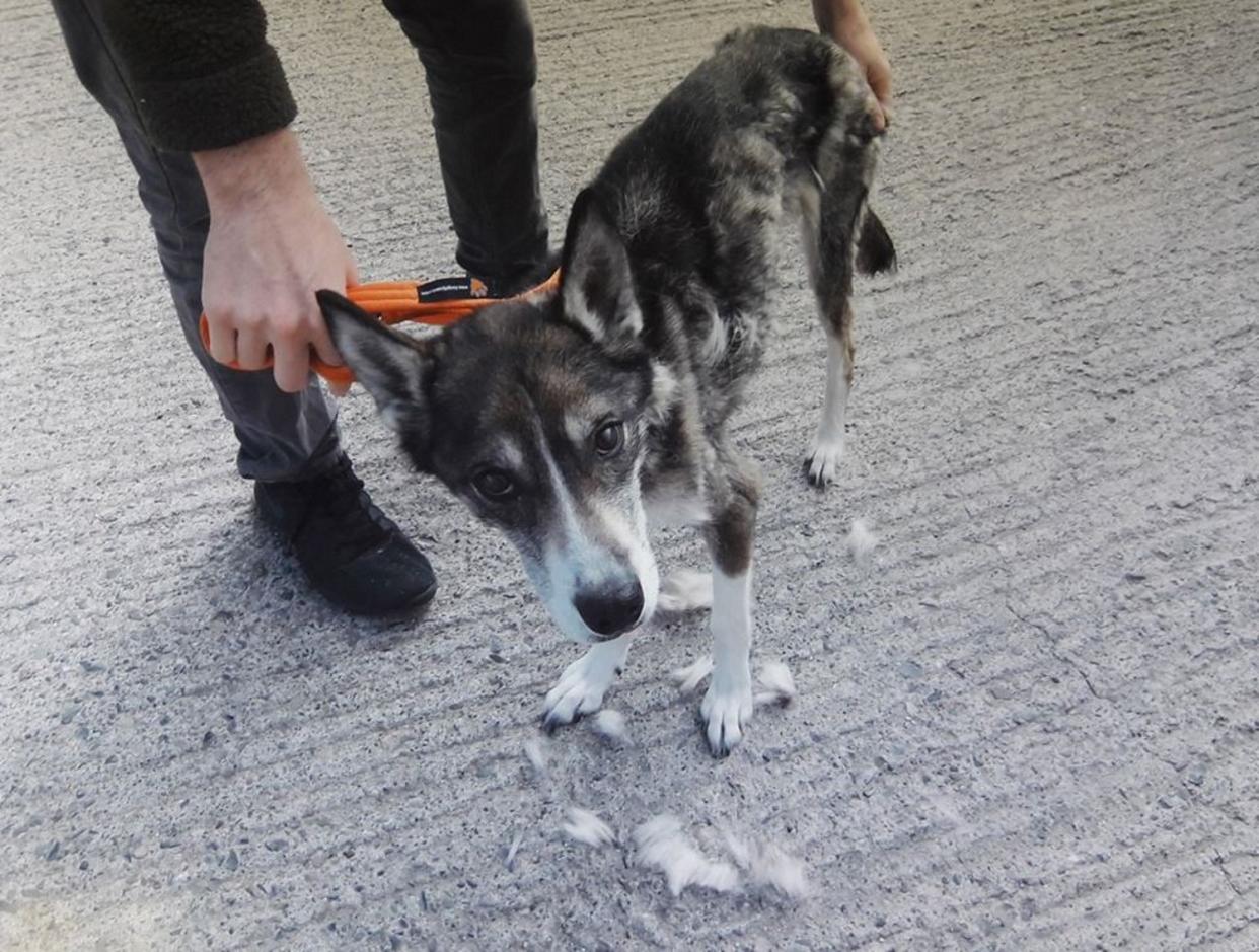 In diesem Zustand entdeckten ihre Retter Husky-Lady Sky. (Bild: Facebook/Dublin Society for Prevention of Cruelty to Animals)