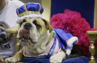 Lucey sits on the throne after being crowned the winner of the 35th annual Drake Relays Beautiful Bulldog Contest, Monday, April 21, 2014, in Des Moines, Iowa. The pageant kicks off the Drake Relays festivities at Drake University where a bulldog is the mascot. Lucey is owned by Tiffany Torstenson of Waukee, Iowa. (AP Photo/Charlie Neibergall)