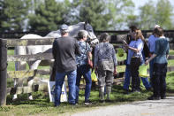 A group of tourists greet the 1997 Kentucky Derby winner Silver Charm, during a tour of Old Friends Farm in Georgetown, Ky., Thursday, April 18, 2024. At the age of 30, Silver Charm, the oldest living Derby winner lives in retirement at the farm, dedicated to retired thoroughbred race horses. (AP Photo/Timothy D. Easley)