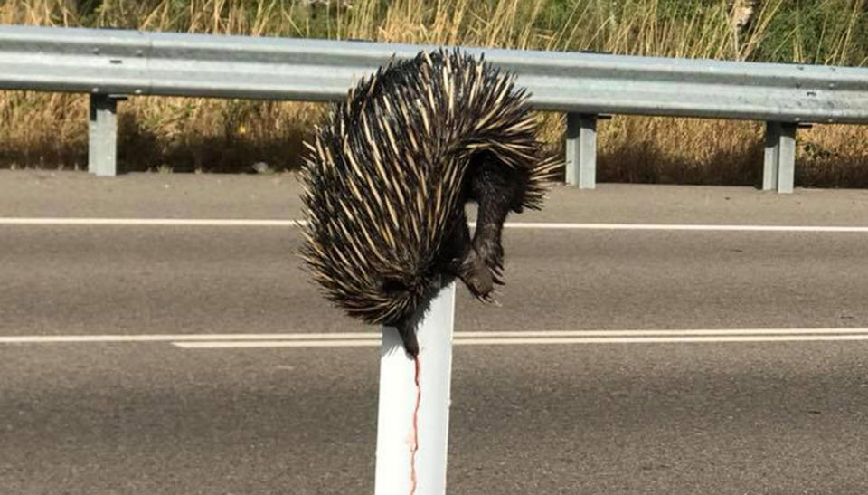 An echidna has been found impaled on a roadside post in North Queensland. Source: Facebook/ Kim Williamson