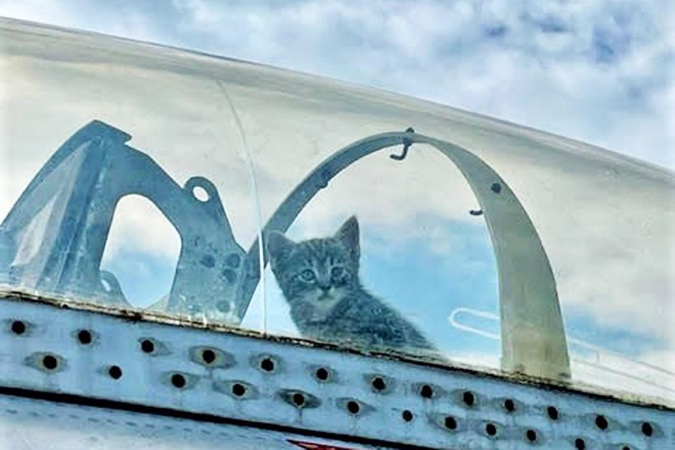cat sitting in the cockpit;  Cats are born in airplane cockpits