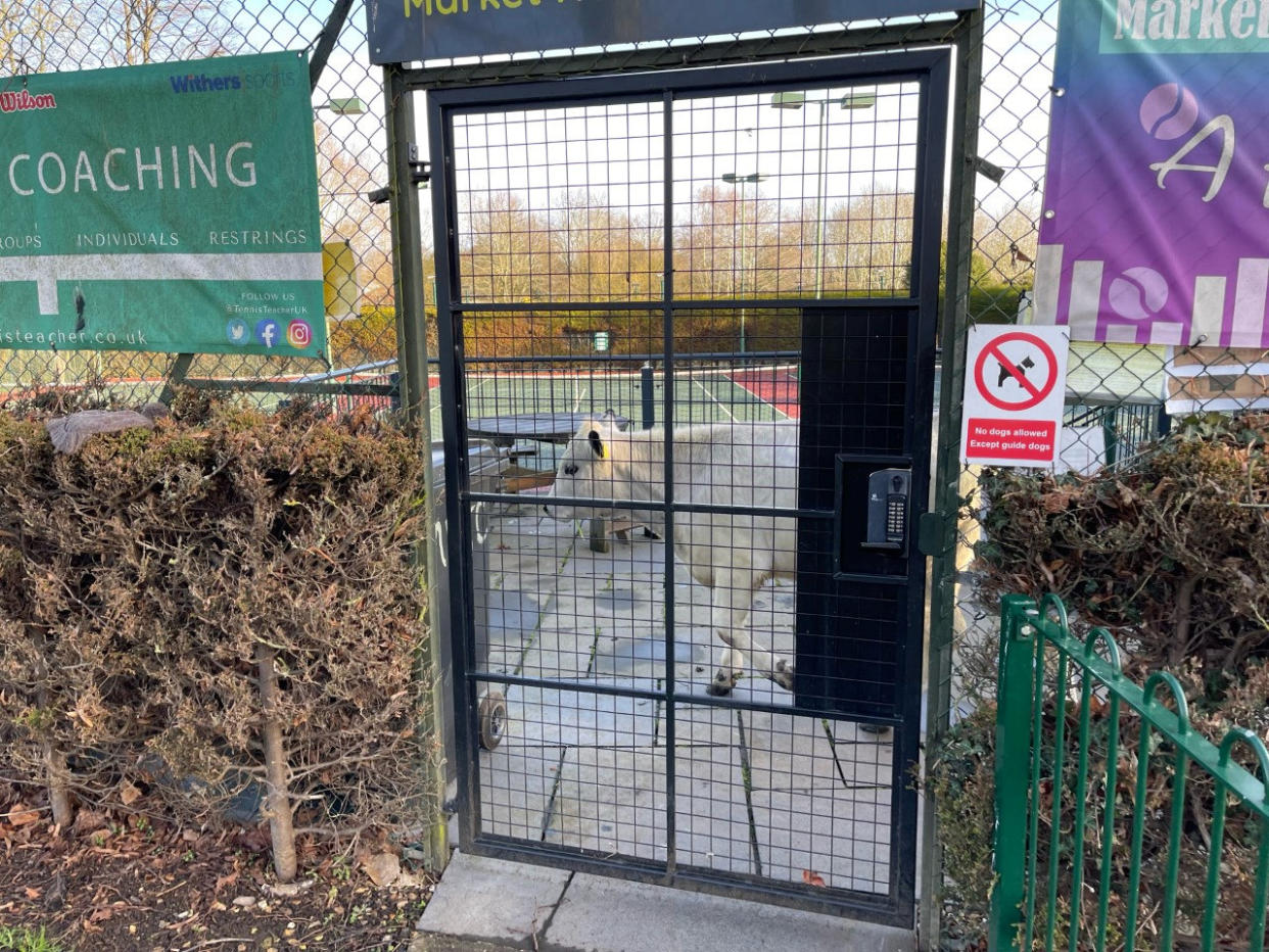 An escaped cow caused chaos after getting trapped on a tennis court in the west Midlands. (SWNS)