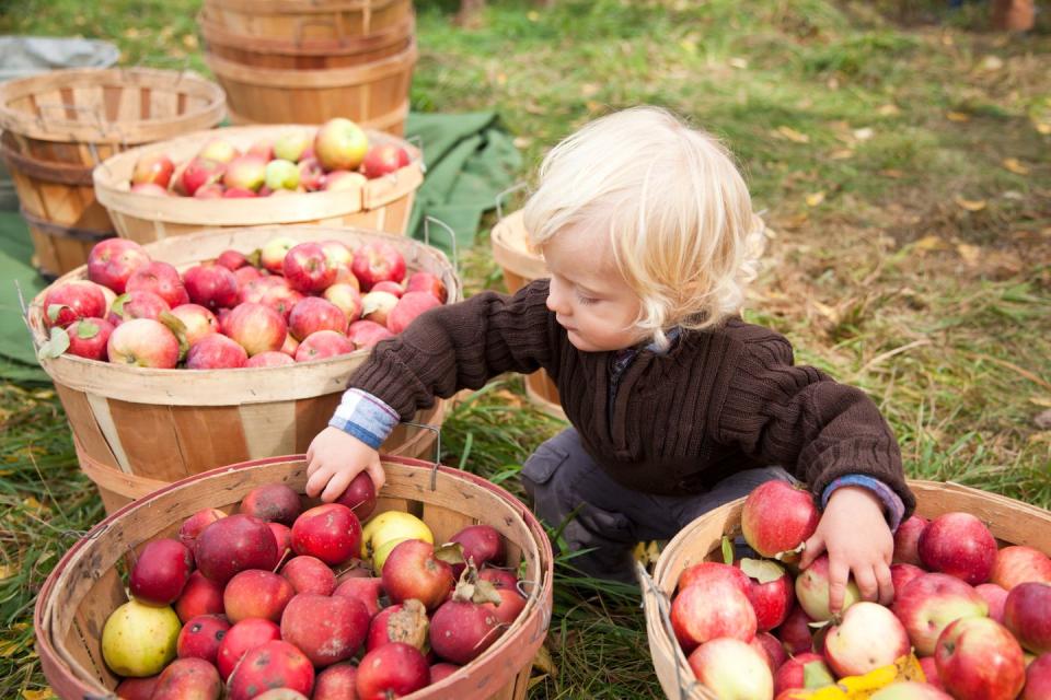 4) Murphysboro Apple Festival