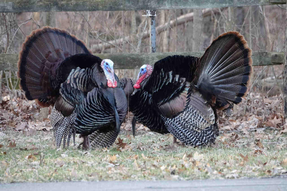 The next much-anticipated engagement for hunters is with with wild turkeys starting toward the end of April.