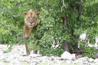 <p>A young lion peaks out from behind a tree in a wooded area at the Olifantsbad watering hole. (Photo: Gordon Donovan/Yahoo News) </p>