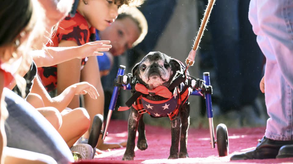Rome, a 14-year-old pug, walks the red carpet during the annual World's Ugliest Dog contest. He came second. - Josh Edelson/AFP/Getty Images