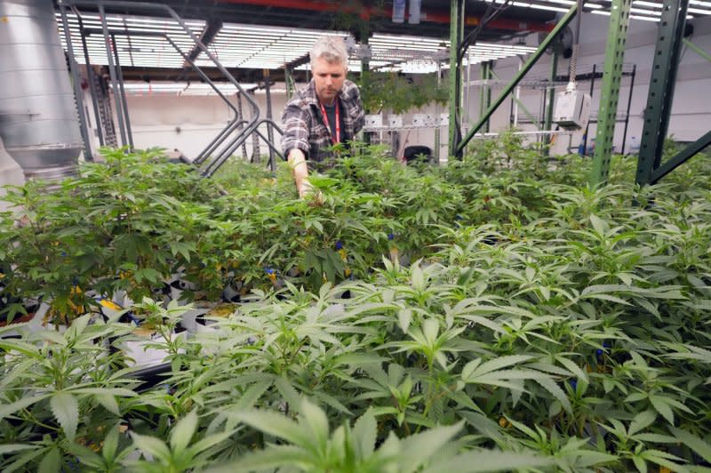 Horticulturist Justin Sheffield inspects cannabis plants in a grow room at the Beleaf Medical Growing Facility in Earth City, Mo., in 2023. In a letter on Thursday, Democratic lawmakers noted 18 months have passed since President Joe Biden directed the Department of Health and Human Services and the Department of Justice to begin the process of reviewing marijuana's status as a Schedule I drug under the Controlled Substances Act. File Photo by Bill Greenblatt/UPI