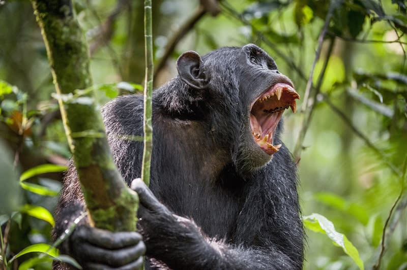 Chimps Kill, Mutilate and Cannibalize Member of Own Group