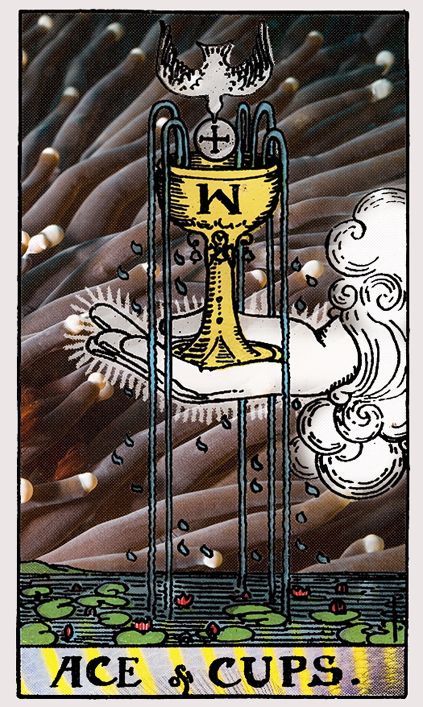 ace of cups tarot card