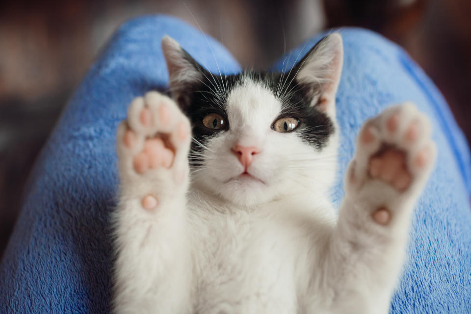 New York is the first state to totally ban declawing cats -- with exceptions for when it's medically necessary for the cat. (Photo: Barisic Zaklina via Getty Images)