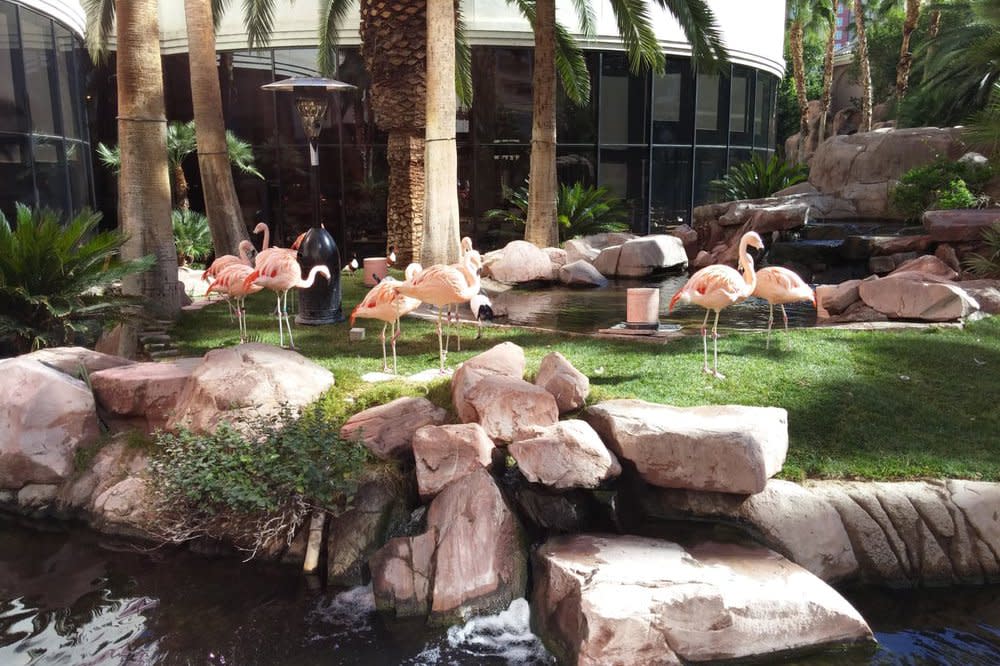 The Flamingo's Wildlife Habitat