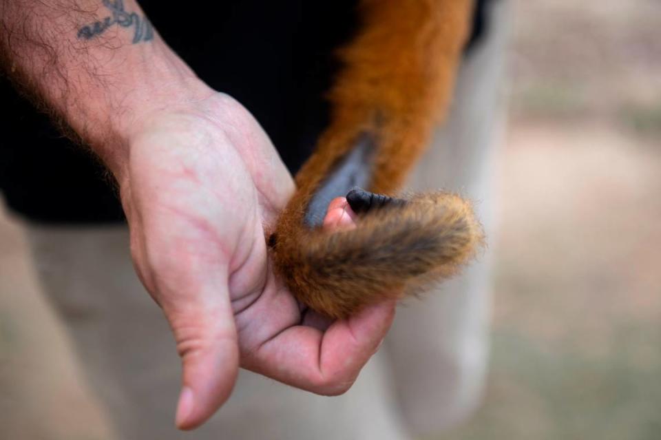 Cody Breland, owner of Wild Acres, shows off Kiki’s tail outside his enclosure at Wild Acres in McHenry on Thursday, July 6, 2023. Kiki recently got a surgery to correct his vision.