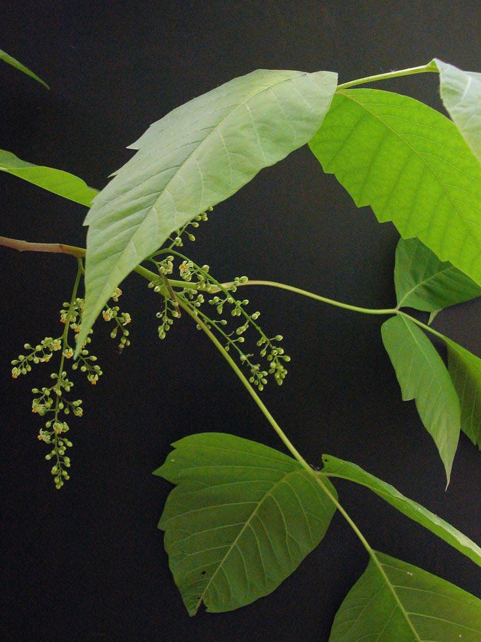 Because poison ivy's foliage is rather unremarkable, it tends to blend in to the background, and sometimes becomes "invisible."