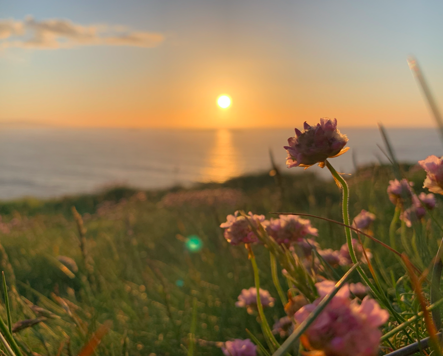 The sunset backdrops blurred flowers in 'Hazy Wildflowers' by Hannah Rodgers.