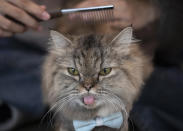 A cat has its hair brushed at the Caturday Cafe in Bangkok, Thailand, Friday, May 8, 2020. Small restaurants are one of the few occupations that were allowed to start again during a gradual easing of restrictions in Thailand's capital Bangkok imposed weeks ago to combat the spread of the coronavirus. (AP Photo/Sakchai Lalit)