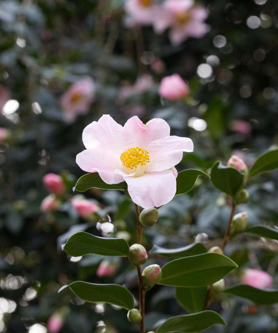 11. Camellia