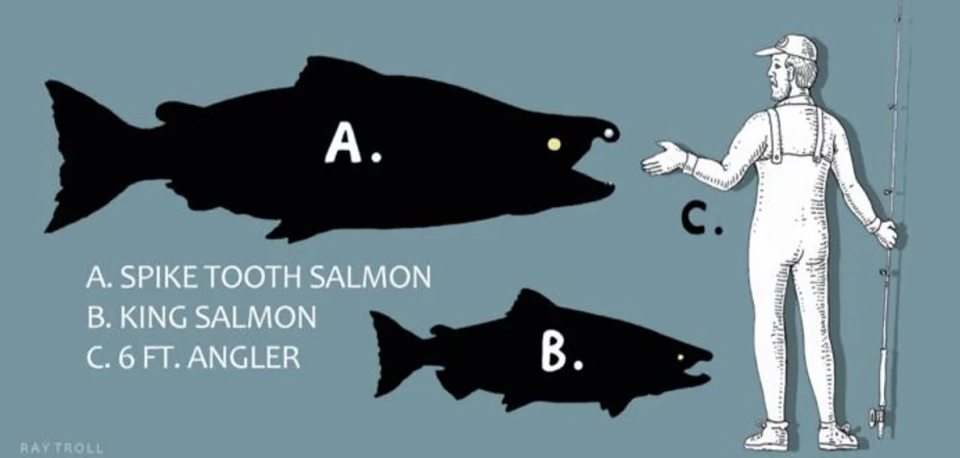 Comparaison de taille entre un saumon à dents de pointe (A), un saumon actuel (B) et un humain (C). 