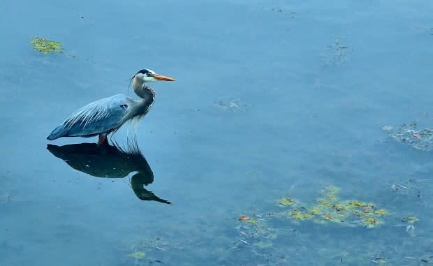 A heron stands in the Rideau Canal in April 2021, before the canal was filled for the summer. If you feel like you've seen more herons this year, you're right — and it's due to lower-than-normal levels on the local waterways. (Ian Black/CBC - image credit)