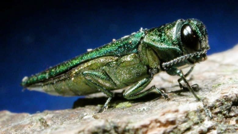 Invasive emerald ash borer confirmed in Edmundston, a 1st for Atlantic Canada