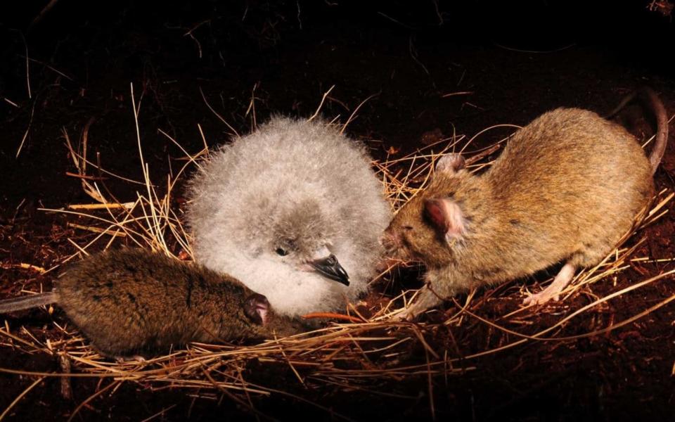 The mice work in gangs of up to nine to kill the albatross chicks - Peter Ryan