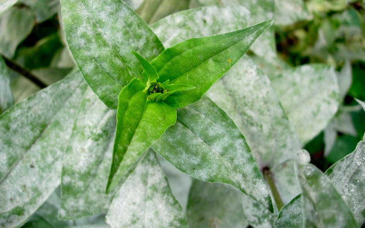 Powdery mildew symptoms on zinnia foliage