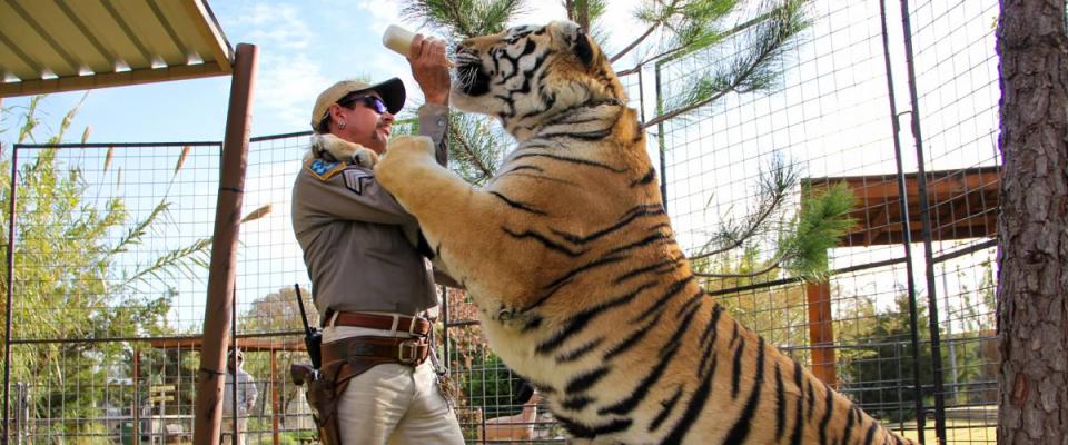 Joe Exotic feeding a tiger with a bottle