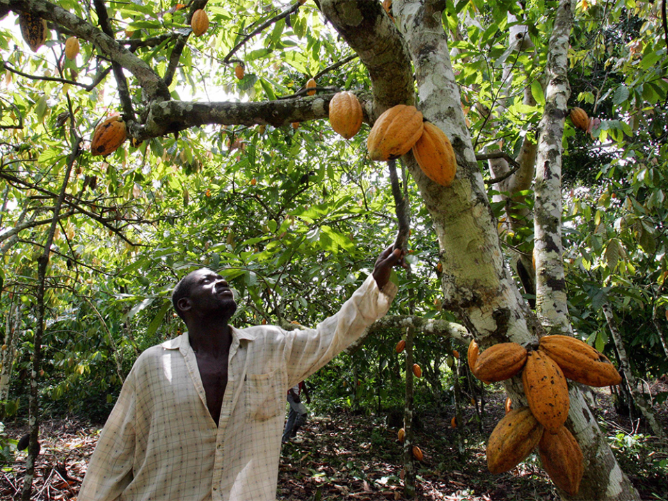  A plantation owner checks his cocoa trees in a southwestern Ivory Coast village.