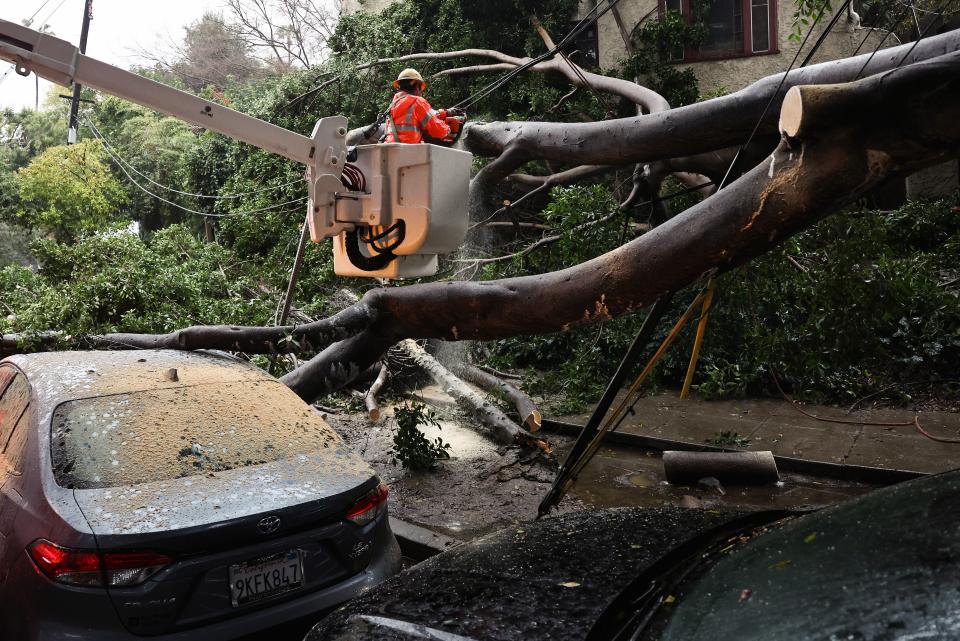 Officials clean up a large tree that fell in a Los Angeles neighbourhood, damaging vehicles and power lines on 19 February 2024 (Getty Images)
