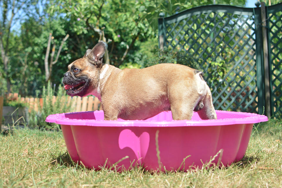 Dog standing in water. (Getty Images)