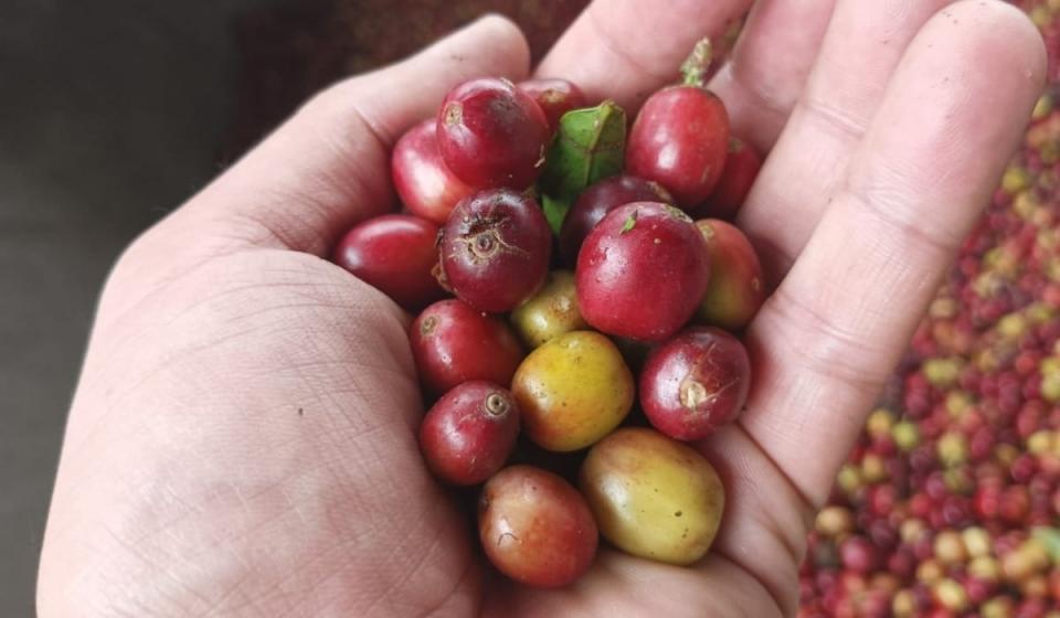 producción de café en Colombia. Foto: Valora Analitik