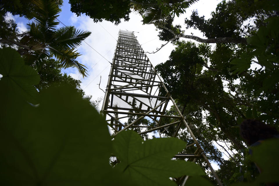 This Feb. 13, 2019 photo shows an access tower overlooking a portion of the El Yunque tropical rainforest in Rio Grande, Puerto Rico. Researchers at El Yunque, the only tropical rain forest overseen by the U.S. Forest Service, are running controlled studies on on how plants respond to higher temperatures combined — since the cataclysmic blow from Hurricane Maria — with severe weather. (AP Photo/Carlos Giusti)