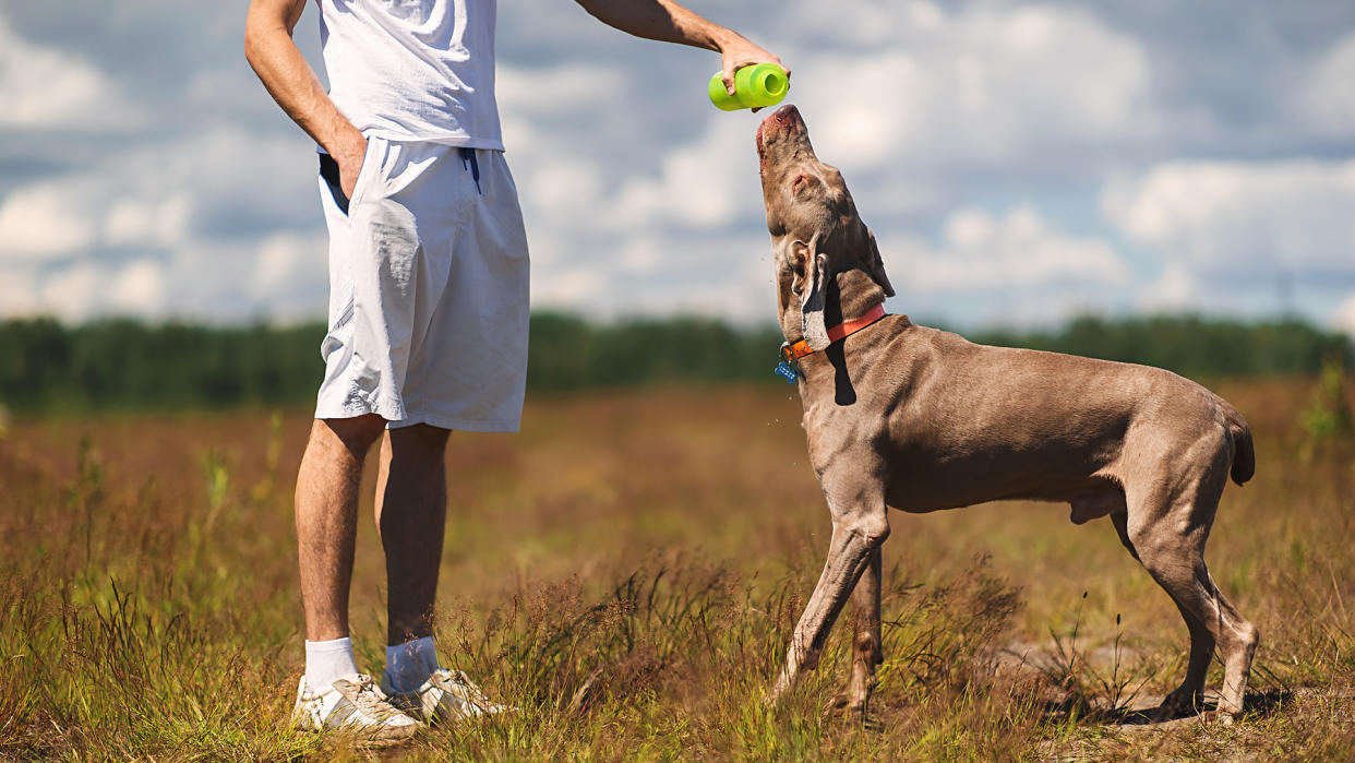  Weimaraner learning tricks with owner. 