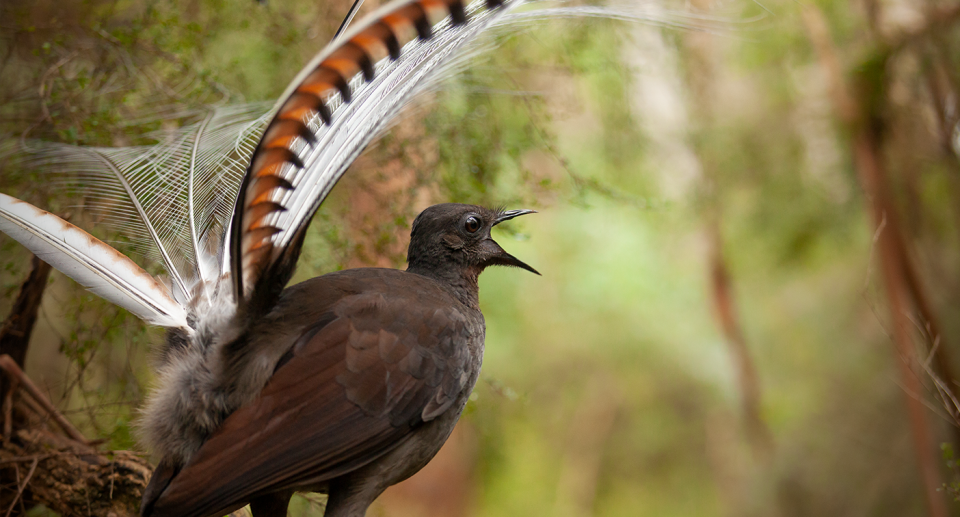 A male lyrebirds seen practising his alarm call. Source: Alex Maisey / Dalziell et al. 2021