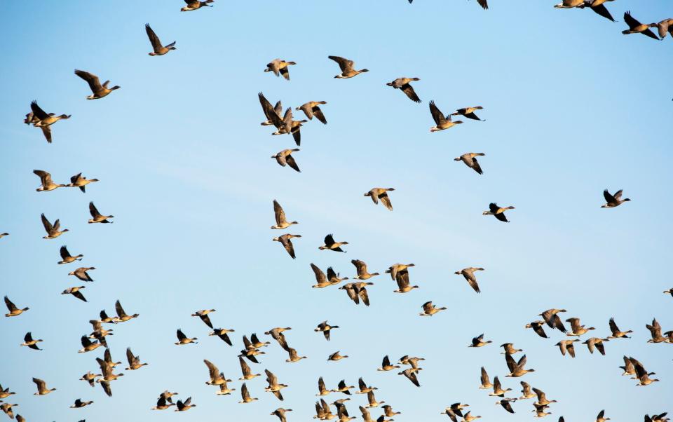 Pink-footed geese are the stars of Acheson's book - Corbis RF Stills