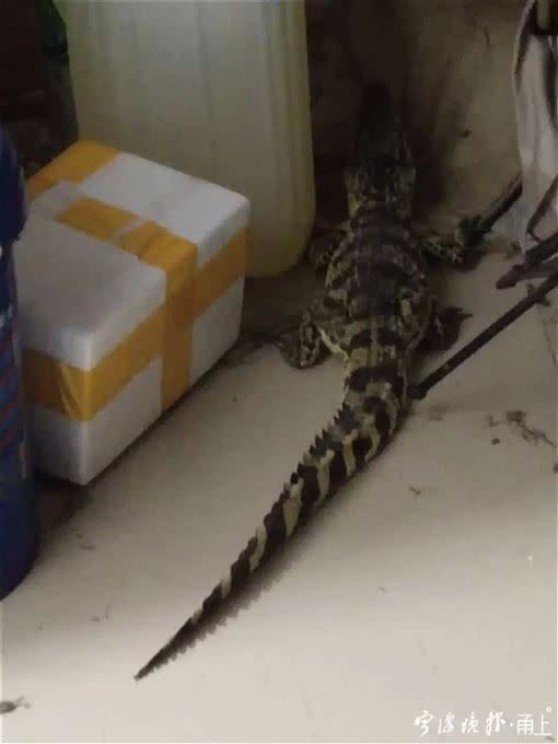 男子要去上廁所時發現一隻鱷魚。（圖／翻攝自錢江晚報）