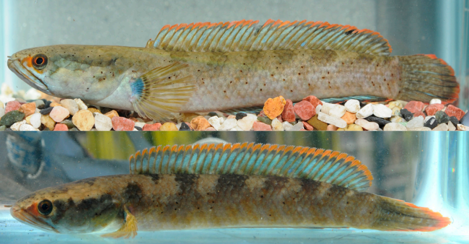 Two Channa rubora, or red-rimmed snakehead fish.