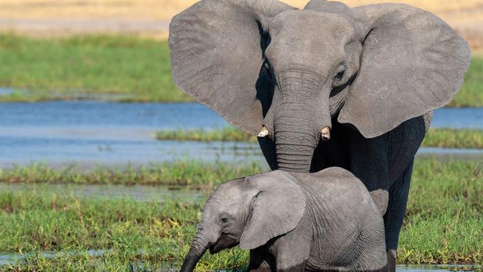 Elephants are thriving in Botswana