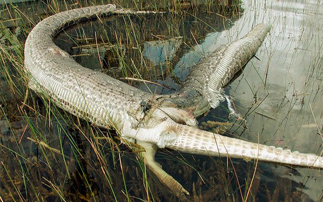 In 2005, a 13-foot-long Burmese python was found dead after attempting to digest a 6-foot-long American alligator. Photo: AP.