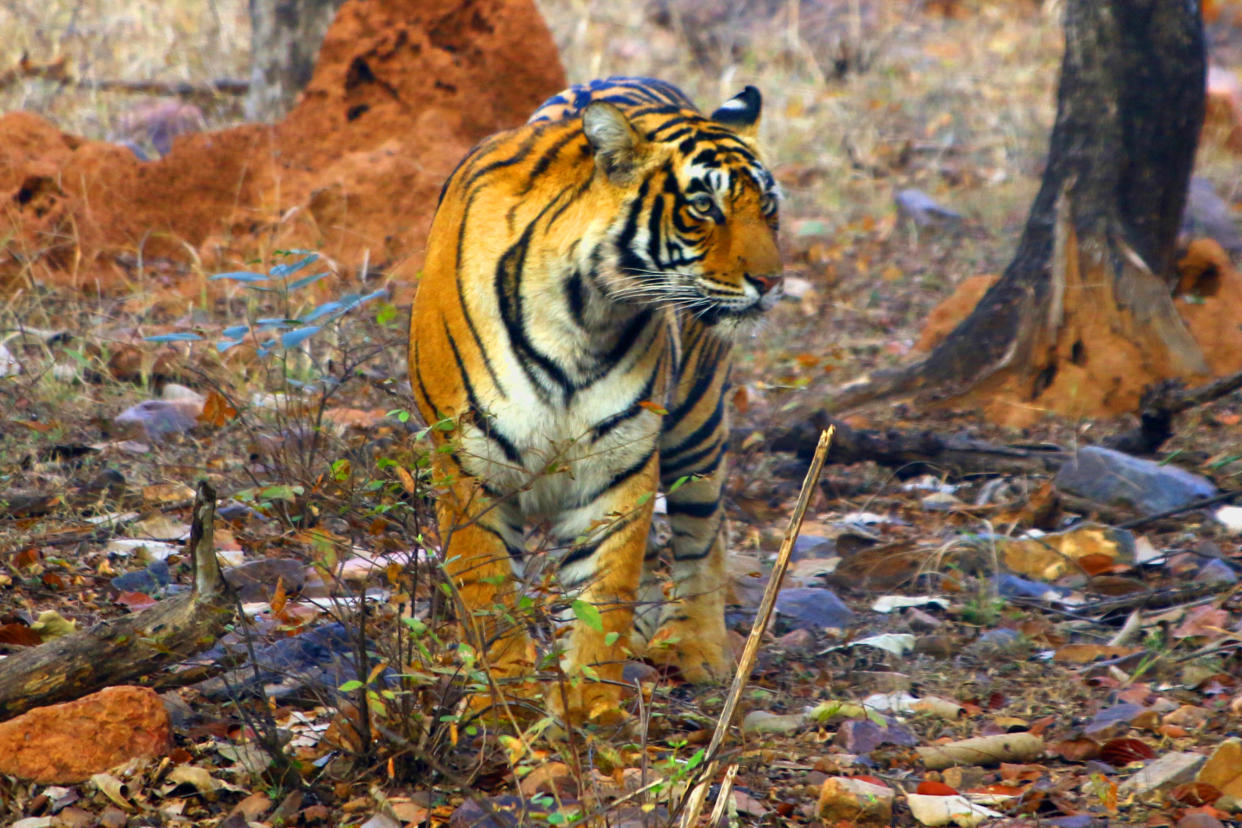 A Tigress Sultana is seen during a Jungle safari at the Ranthambore National Park in Sawai Madhopur district, Rajasthan, India on February 9, 2020. (Photo by STR/NurPhoto via Getty Images)