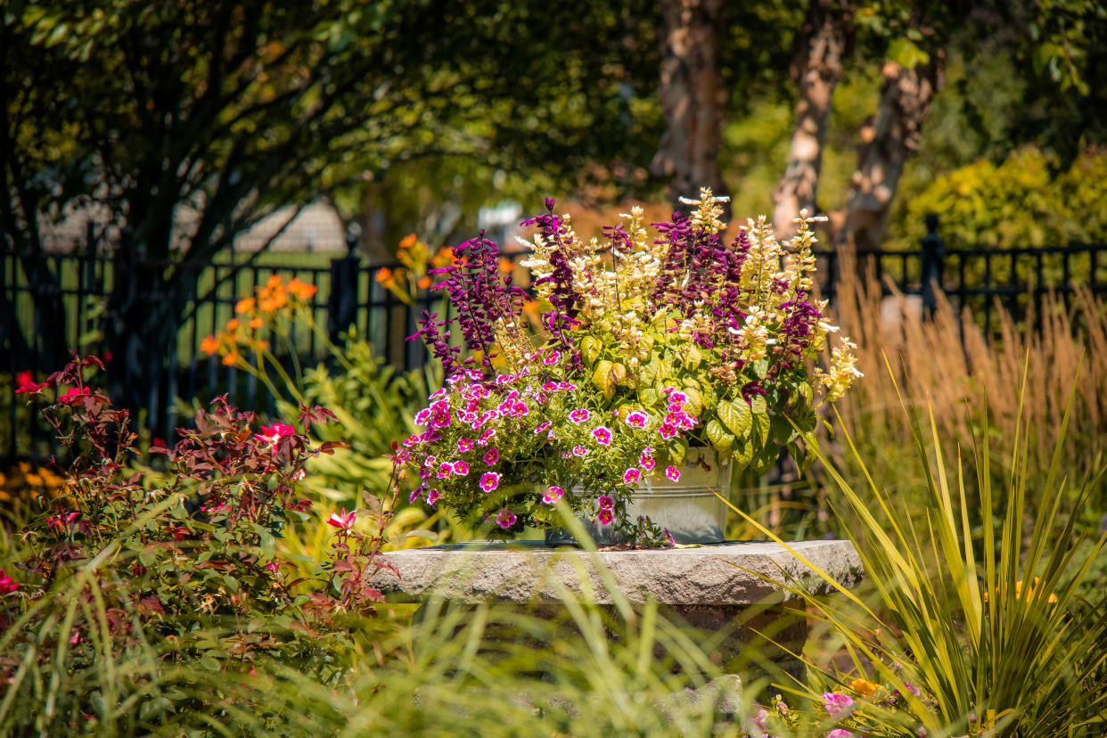  Flowers in garden containers. 