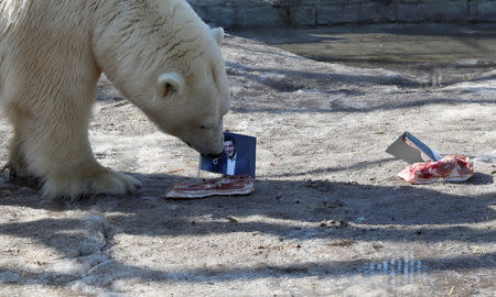 Aurora, a female polar bear, chooses a slab of lard or pig fat with a photograph of candidate Volodymyr Zelenskiy while attempting to predict the winner of the Ukrainian presidential election, as a photo of candidate Petro Poroshenko is placed nearby, during an event at the Royev Ruchey Zoo in Krasnoyarsk, Russia March 28, 2019. REUTERS/Ilya Naymushin