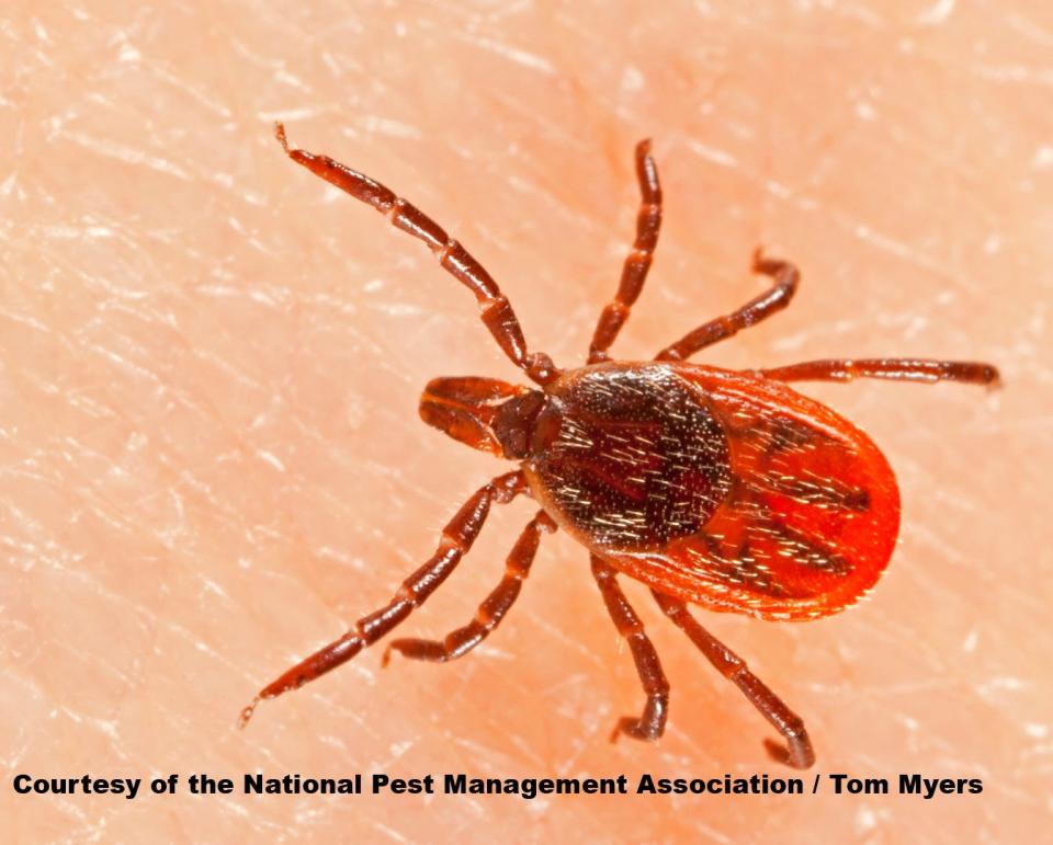 Ticks can transmit multiple diseases to humans, including Lyme disease, anaplasmosis, and babesiosis.