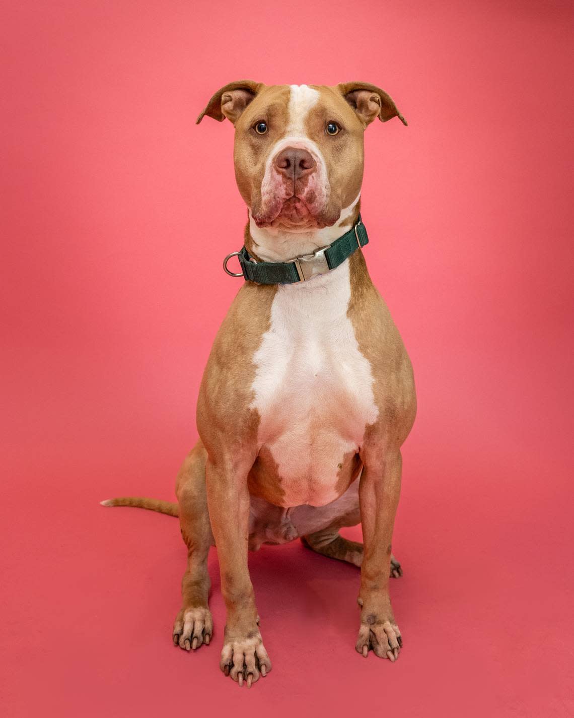 “Cameron #A2077436 is a silly boy and a star athlete. This handsome, 4-year-old could be your personal trainer keeping you on the move and burning calories. He loves getting back scratches and has done well in his doggie playgroups. He gets a little nervous around children so slow and clam introductions are a best.”